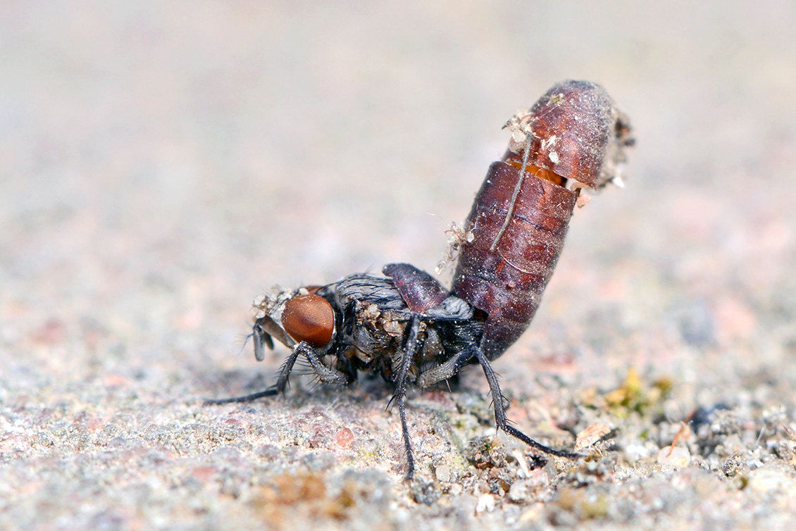 huisvlieg (Musca domestica) 7-2018 5581