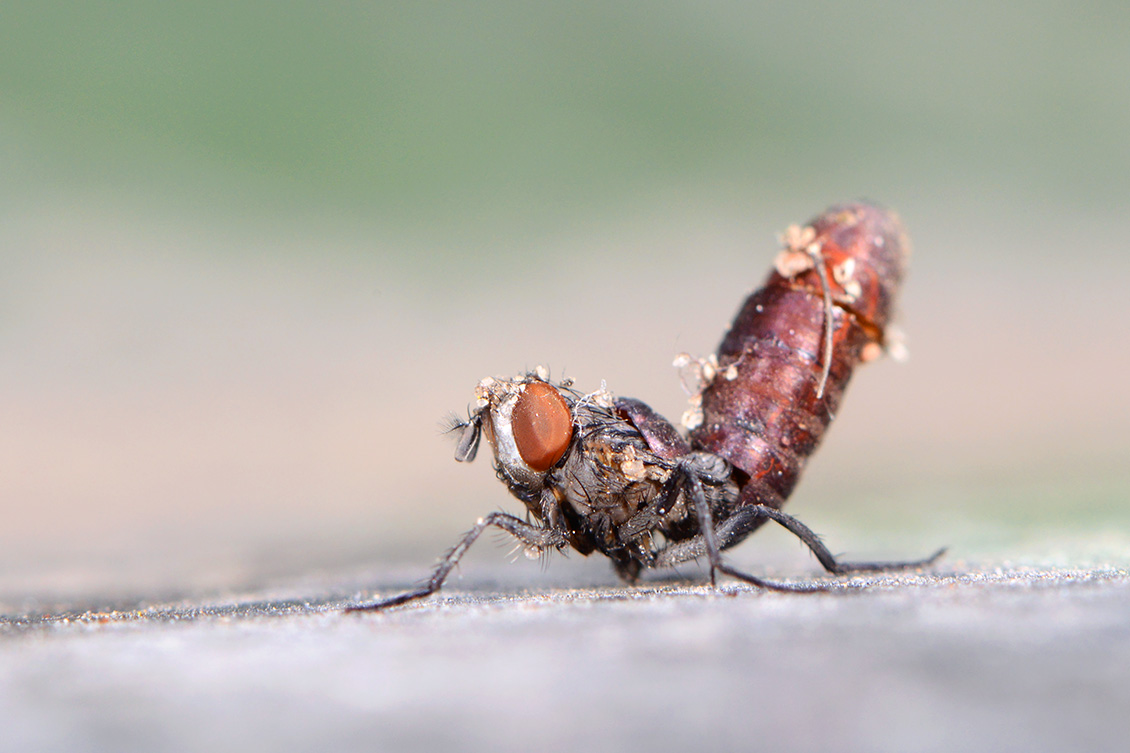 huisvlieg (Musca domestica) 7-2018 5584