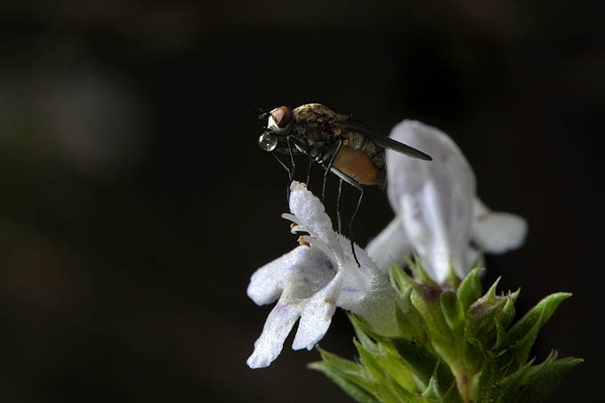 huisvlieg (helina duplicata) 07-2011 9753
