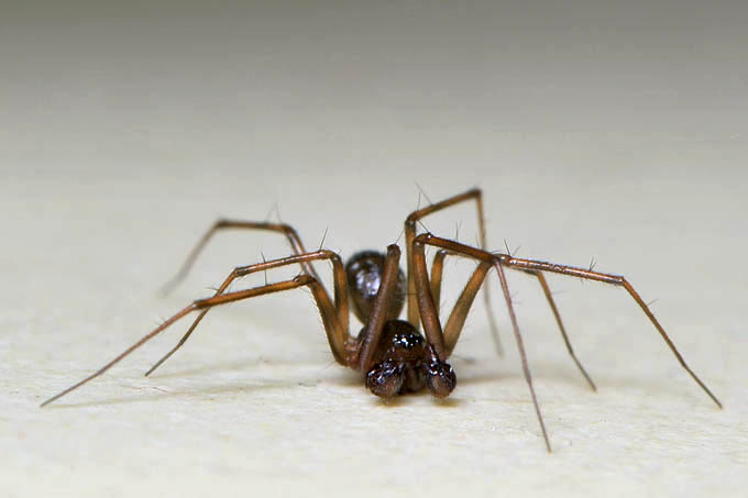 huiswevertje (lepthyphantes leprosus) 12-2011  3328