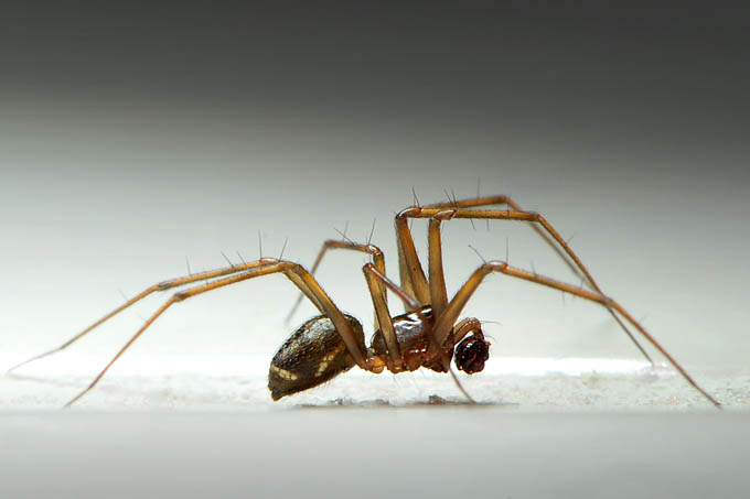 huiswevertje (lepthyphantes leprosus) 12-2011 3294