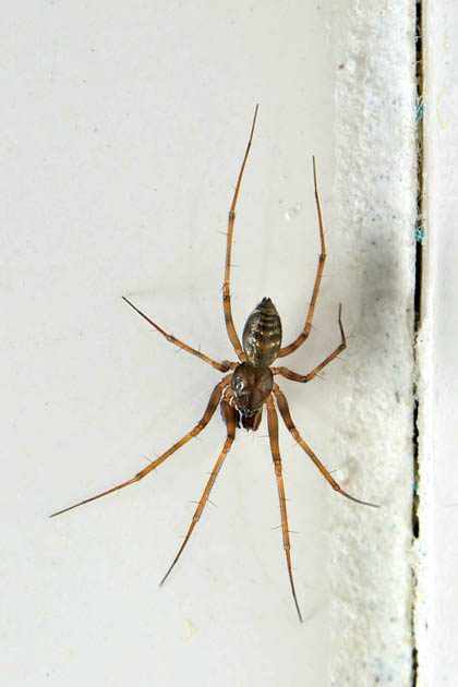 huiswevertje (lepthyphantes leprosus) 12-2011 3310