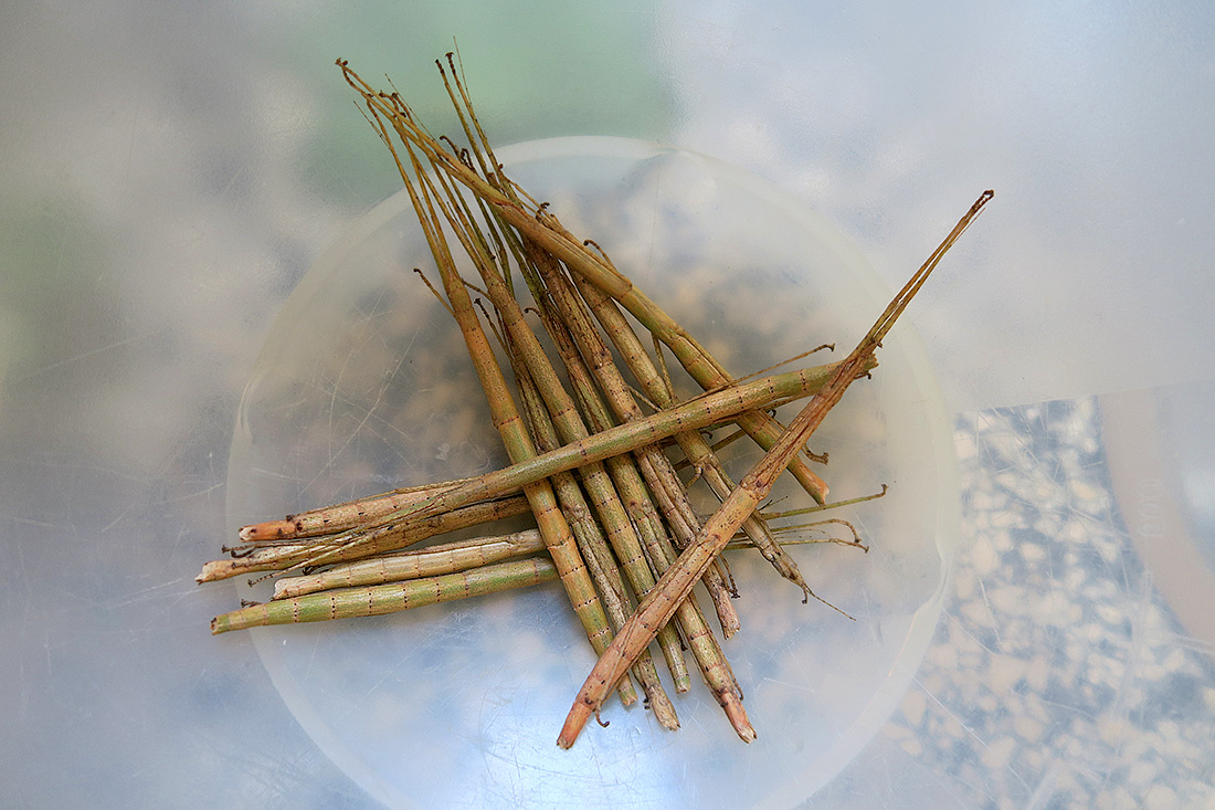 indische wandelende takken (Carausius morosus) 12-2016 3503