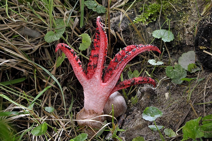 inktviszwam 08-2011 0780