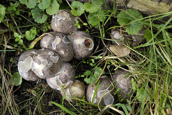 inktviszwam 08-2011 0794