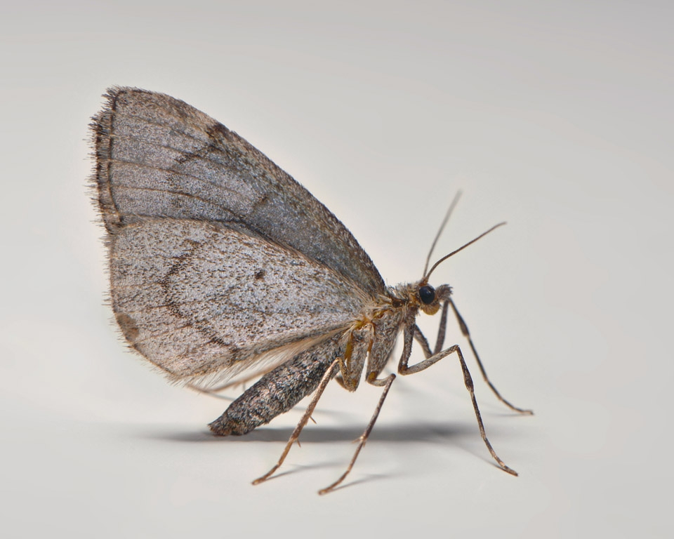 jeneverbesspanner (thera juniperata) 11-2013 7167