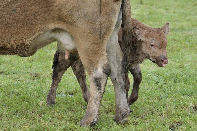 jong kalfje (bos taurus) 2013