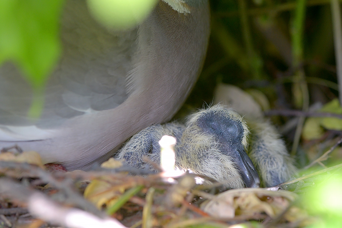 jonge houtduif (Columba palumbus) 7-2017 2371
