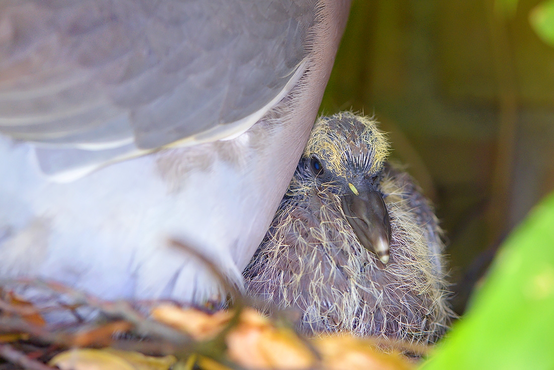 jonge houtduif (Columba palumbus) 7-2017 3142
