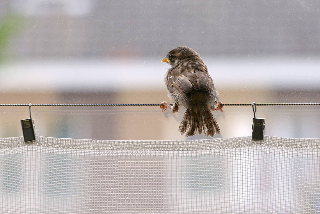 jonge mus (Passer domesticus) 5-2017 0583