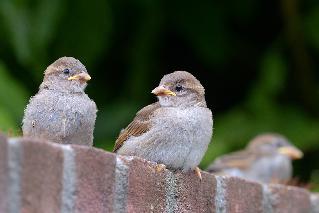 jonge musjes (passer domesticus) 6-2017 1558