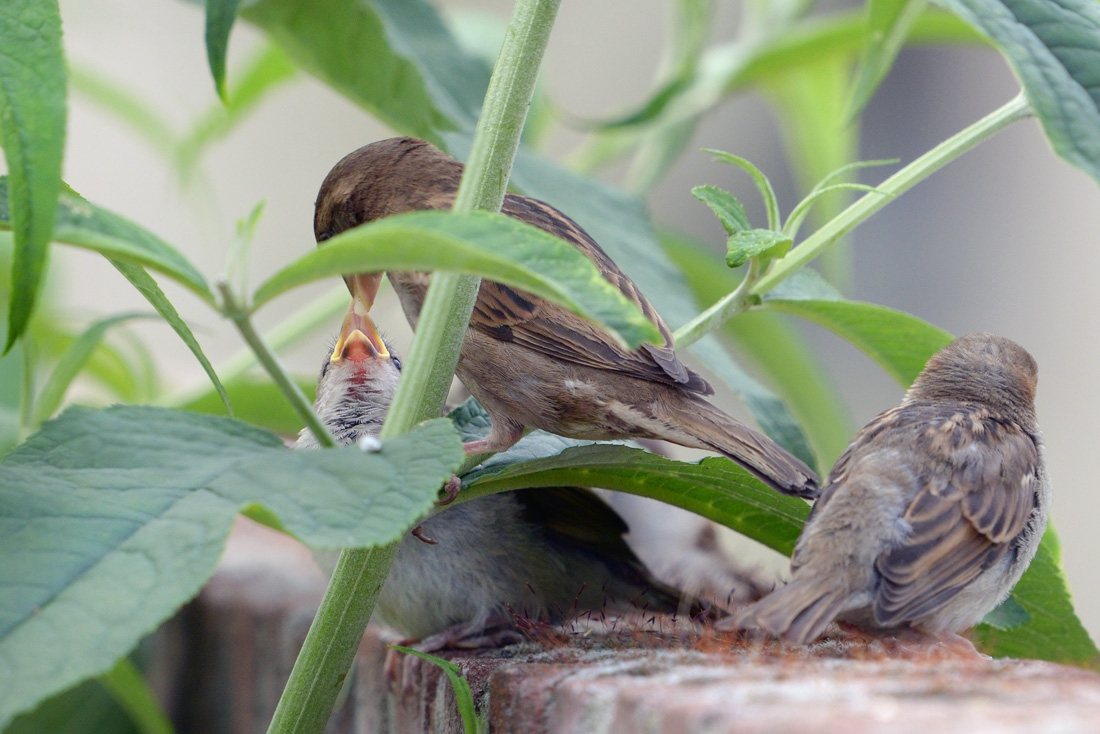 jonge musjes 6-2016 1499 (2)