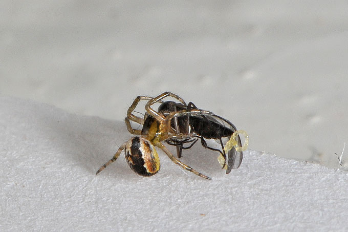 jonge venstersectorspin (zygiella x-notata) 4-2012 6510