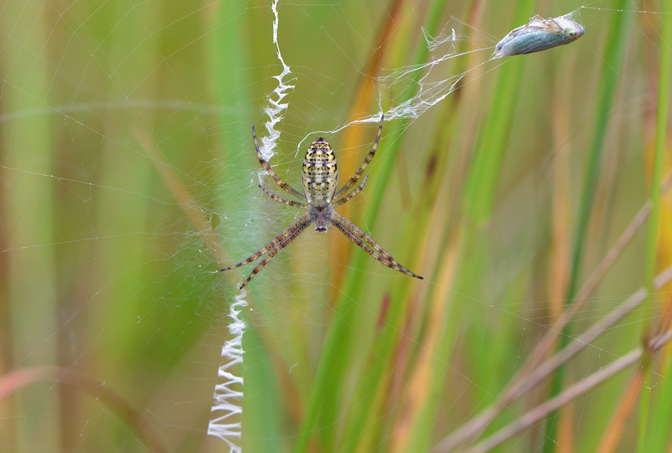 jonge wespspin (argiope bruennichi) 6-2014 9951