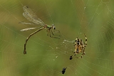 juffer met kruisspin 11-2011 1050