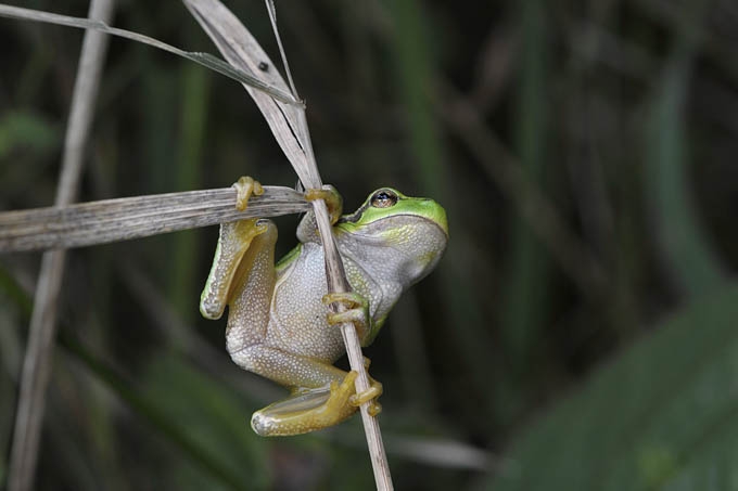 juveniele boomkikker (hyla arborea) 09-2010 9633
