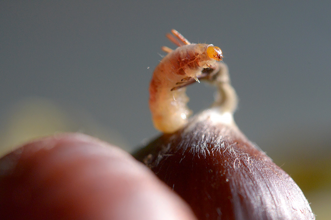 kastanje snuitkever (curculio elephas) 10-2016 2696