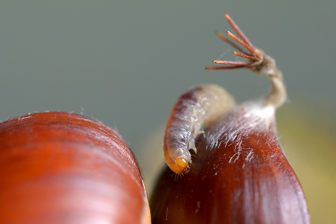 kastanje snuitkever (curculio elephas) 10-2016 2720
