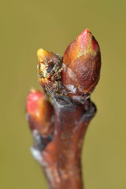 kegelspin (cyclosa conica) 3-2012 5276