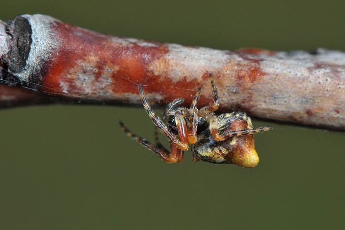 kegelspin (cyclosa conica) 3-2012 5293