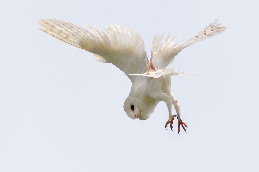 kerkuil (tyto alba) 6-2016 1049