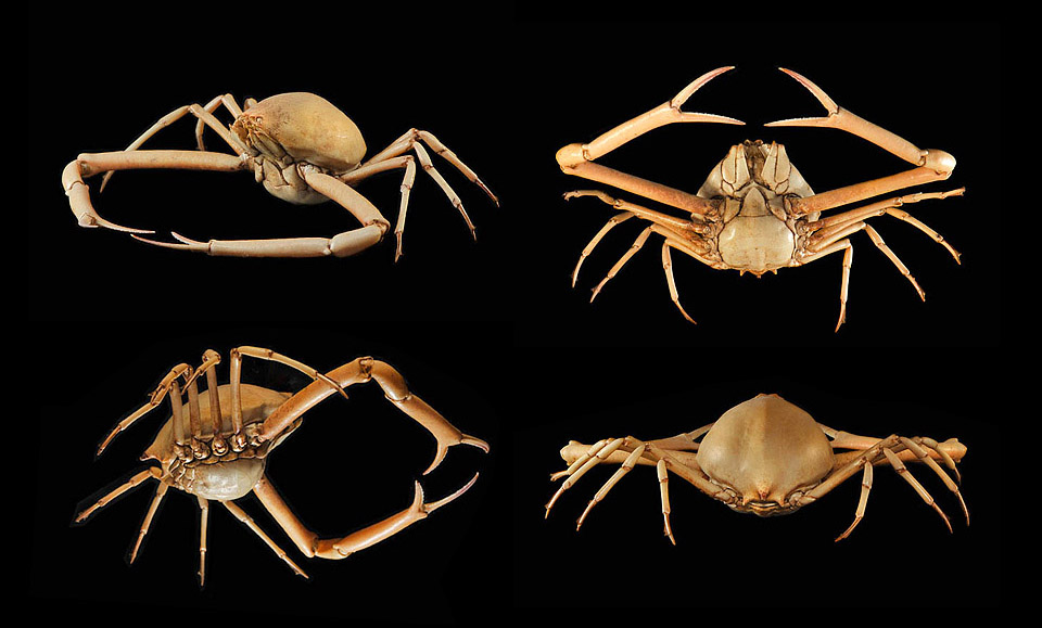 kiezelkrab (randallia eburnea)