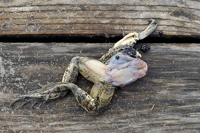 kikker de moer 03-2011 5005