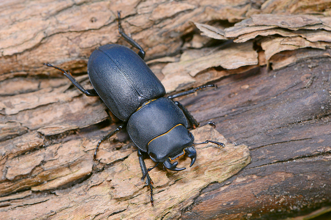 klein vliegend hert (Dorcus parallelipipedus) 7-2018 5069