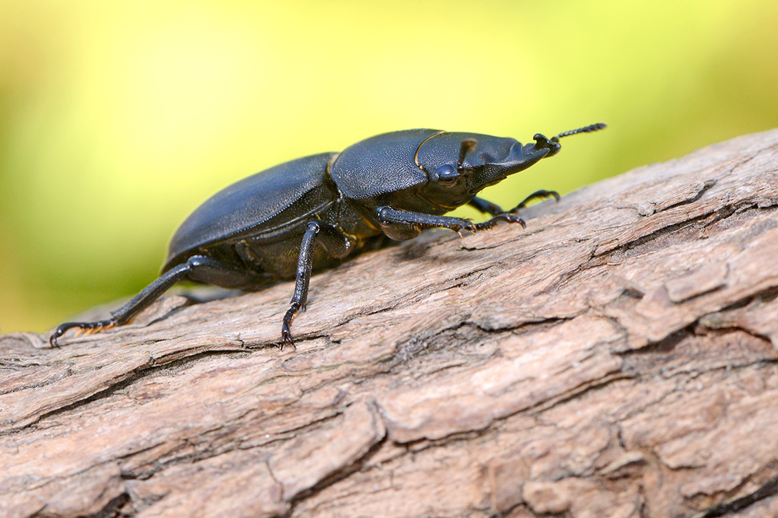 klein vliegend hert (Dorcus parallelipipedus) 7-2018 5074