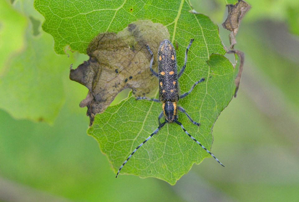 kleine populierenboktor (saperda populnea) 5-2014 9438