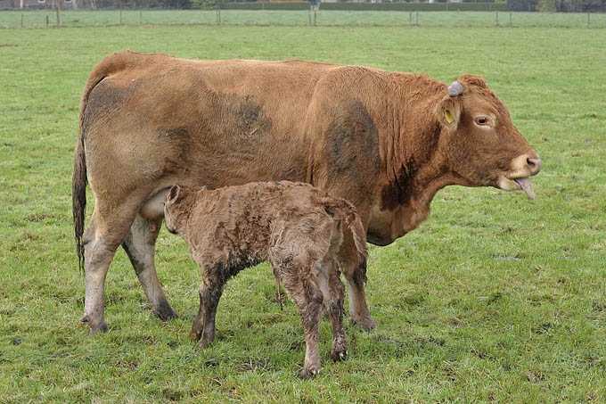 koe met pasgeboren kalf (bos taurus) 1998