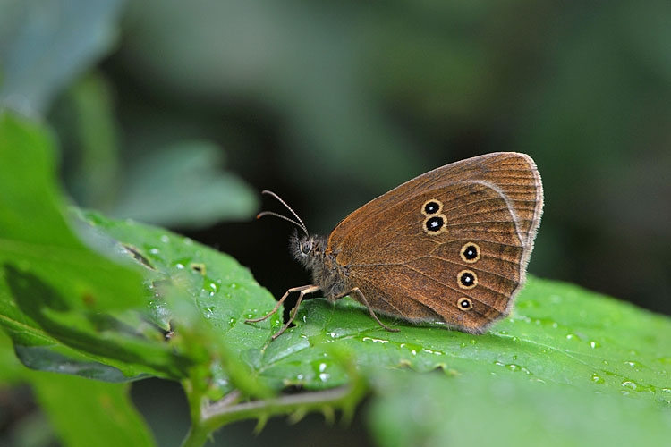 koevinkje (aphantopus hyperantus)7-2012 9497