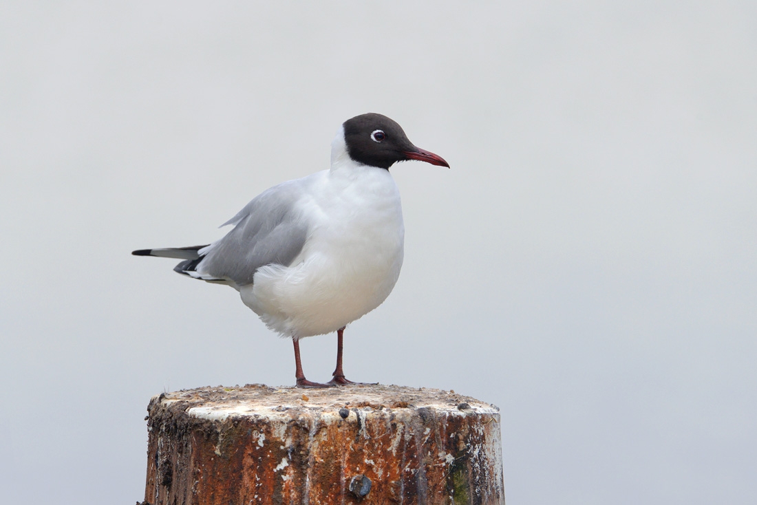kokmeeuw (Larus ridibundus) 3-2016 6105