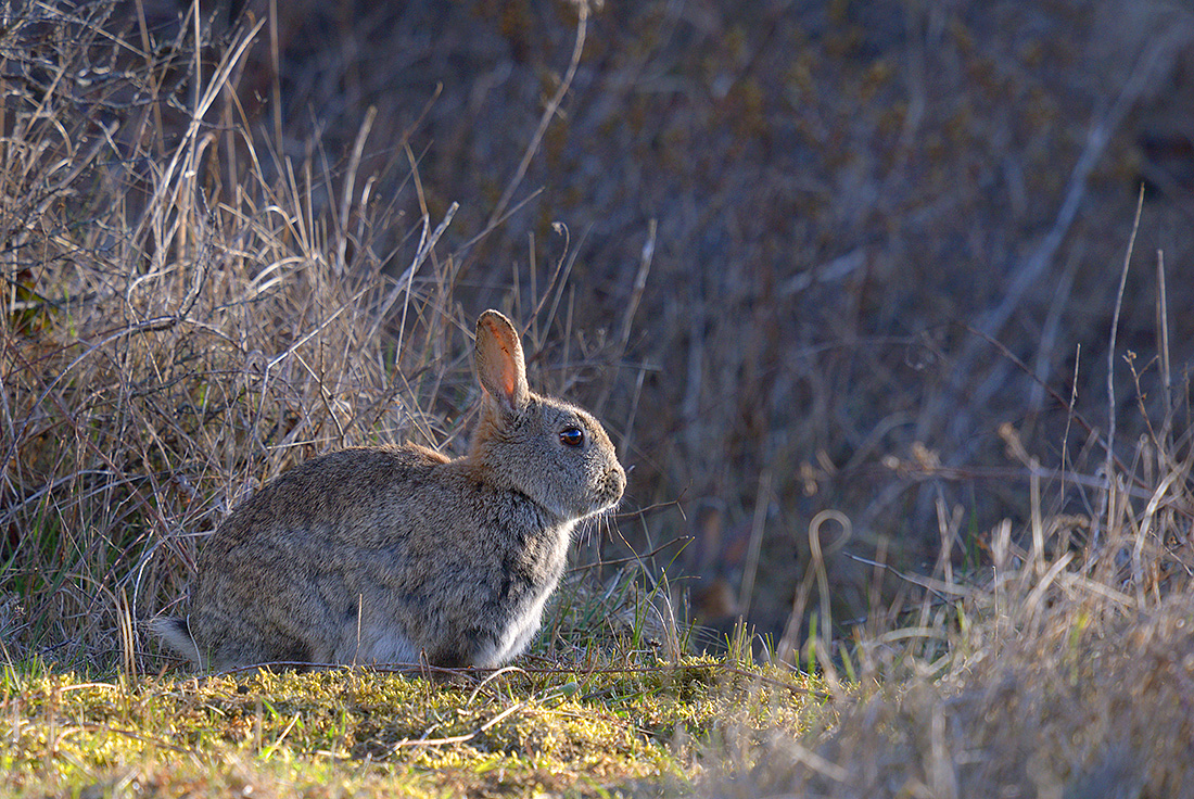 konijn (Oryctolagus cuniculus) 4-2017 9597