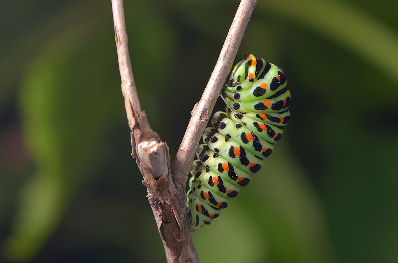 koninginnepage (papilio machaon) 9-2013 3464