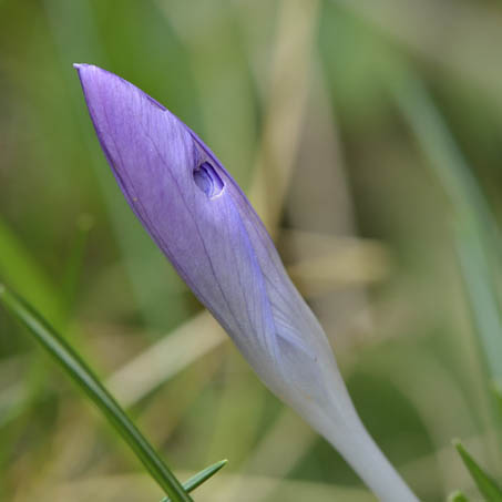 krokus 02-2011 4016