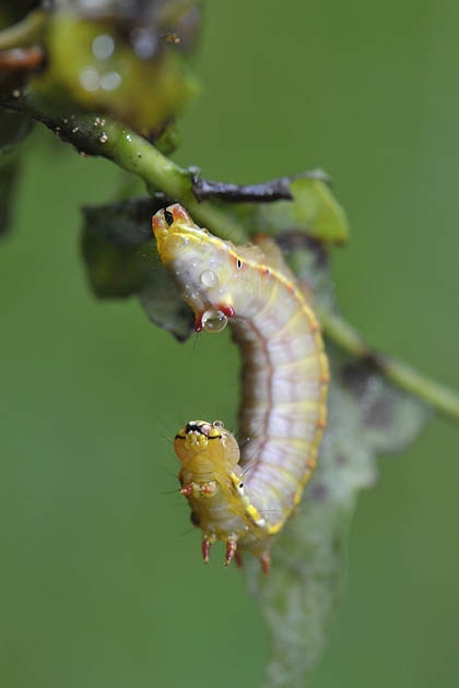 kroonvogeltje (ptilodon capucina)