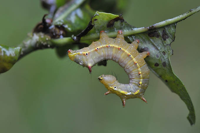 kroonvogeltje (ptilodon capucina)