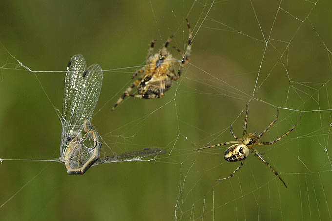 kruisspin gaat weg 11-2011 1098