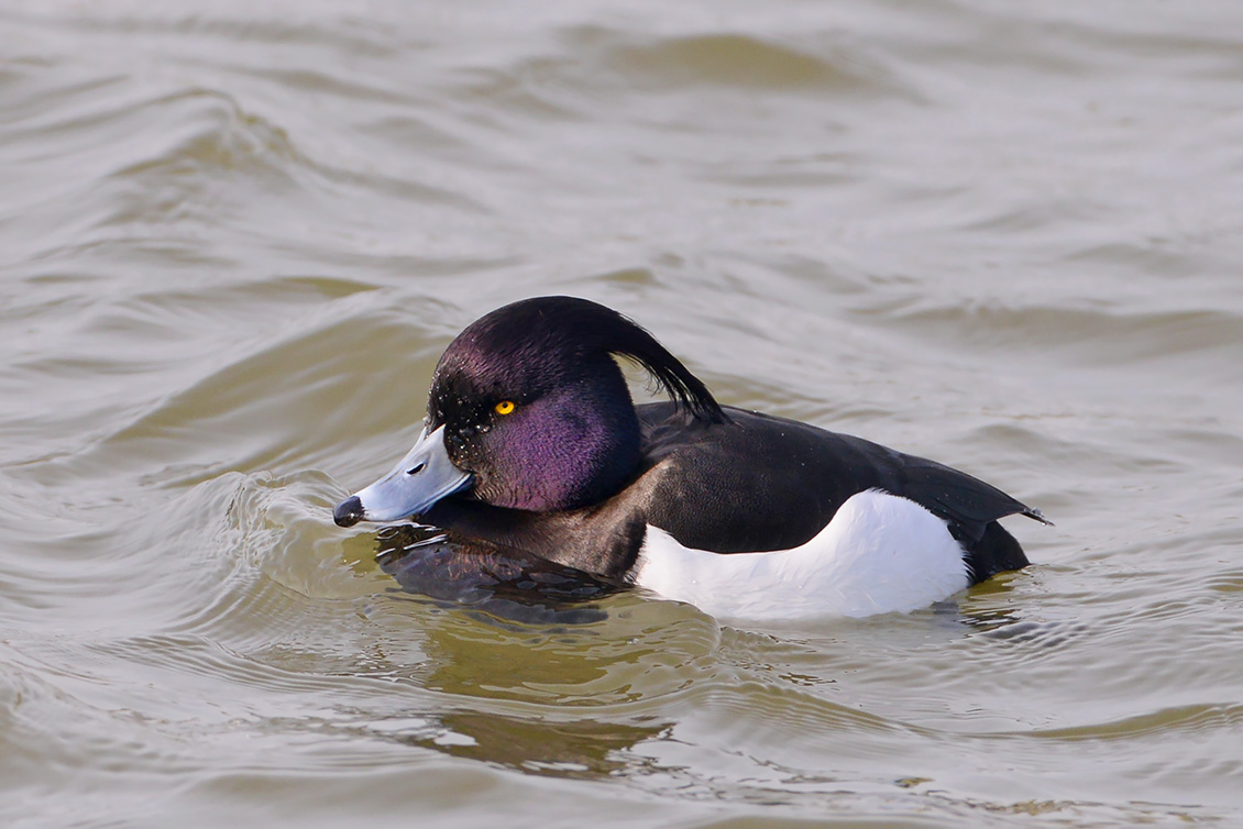 kuifeend (Athya fuligula) 3-2018 2710