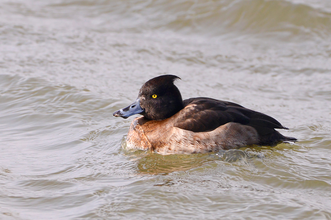 kuifeend (Athya fuligula) 3-2018 2746