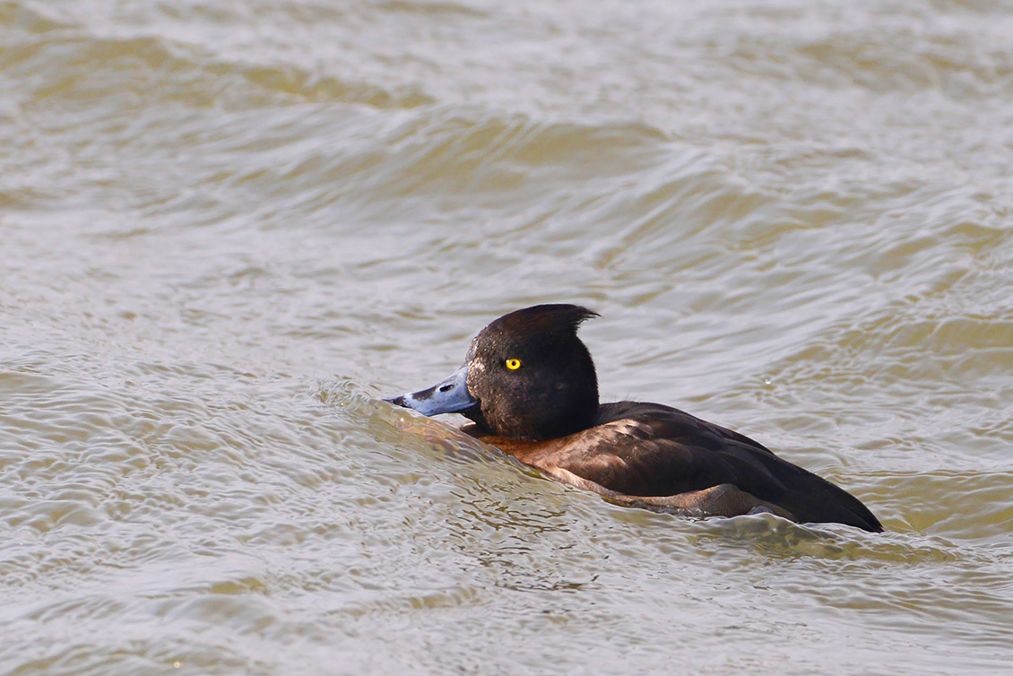 kuifeend (Athya fuligula) 3-2018 2748