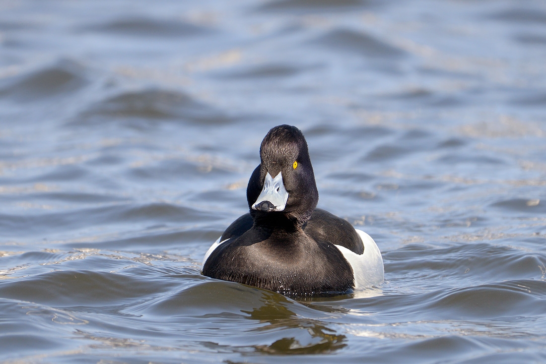 kuifeend (Aythya fuligula) 3-2016 6948