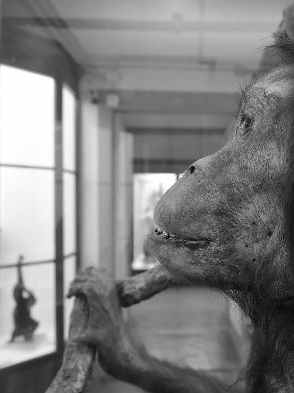 la specola 8-2017 0727