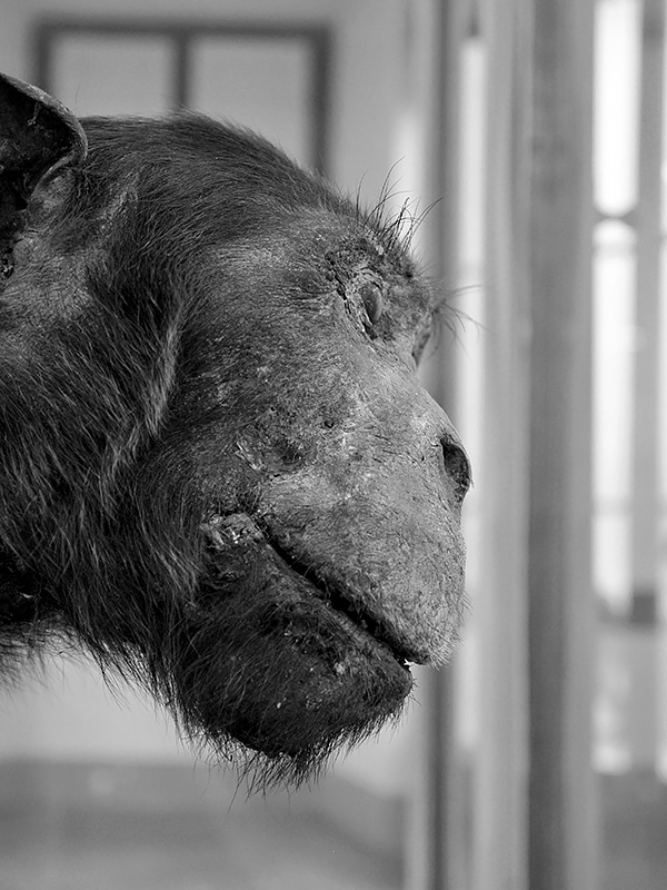 la specola 8-2017 0739