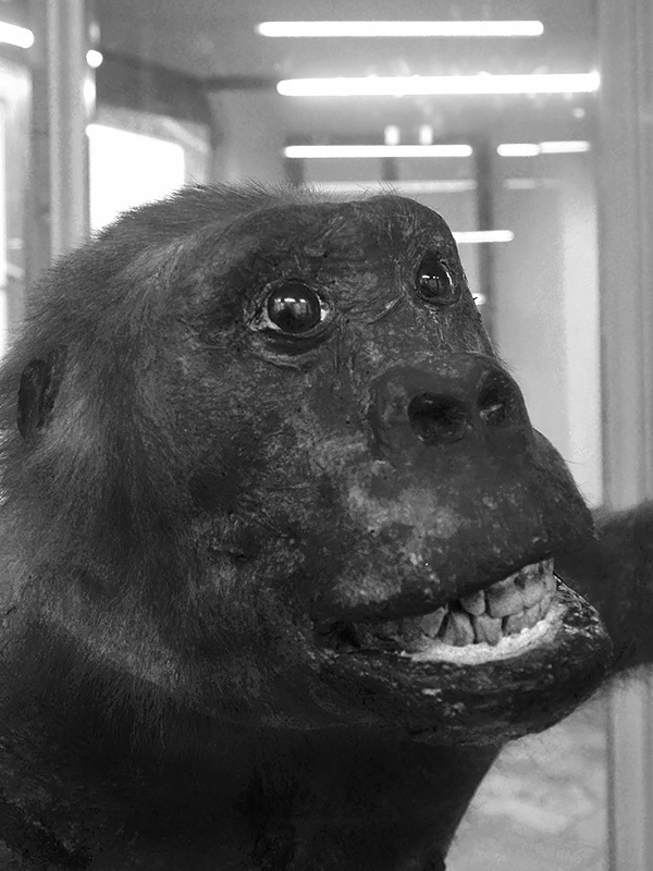 la specola 8-2017 0744