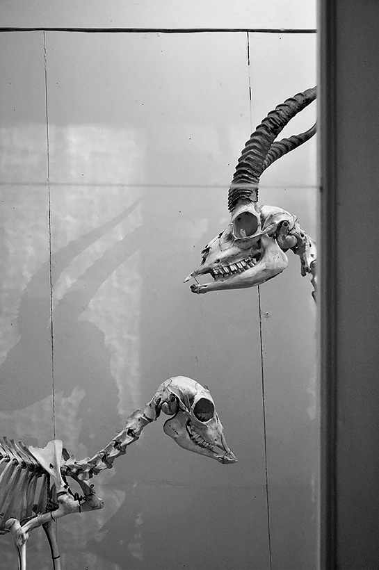 la specola 8-2017 1348