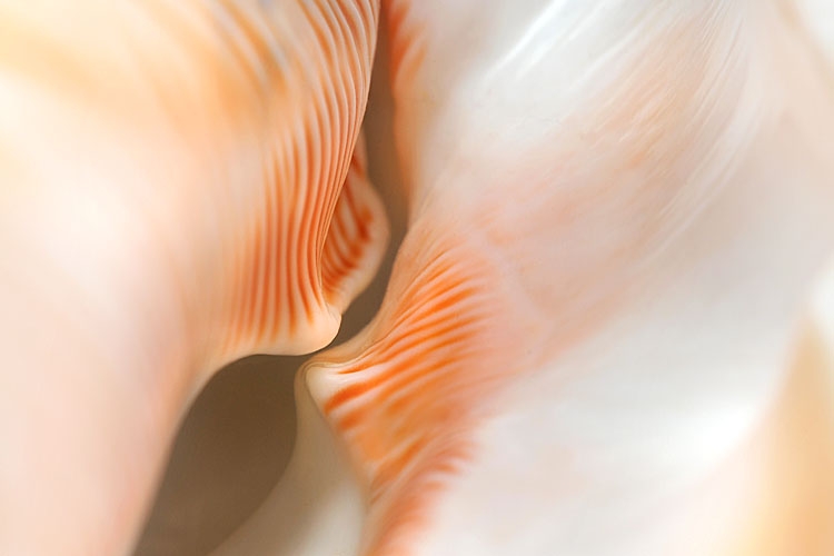 lambis chiragra 12-2012 1760