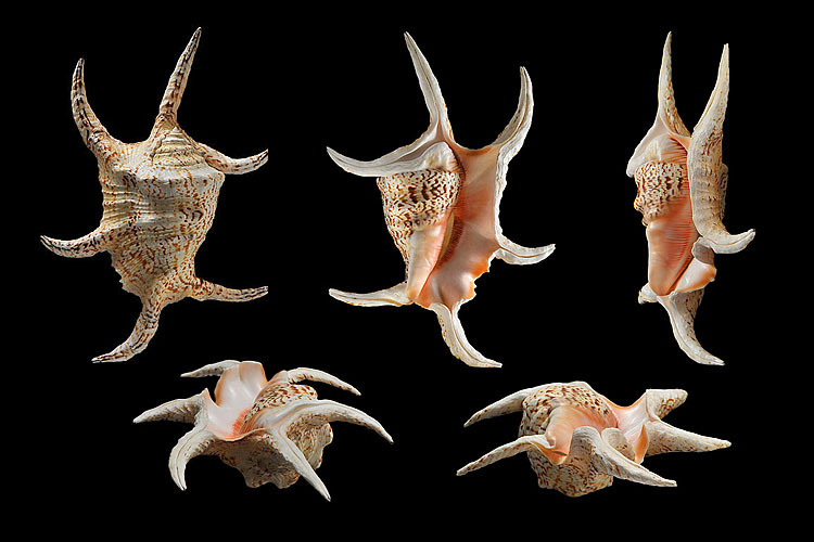 lambis chiragra 12-2012