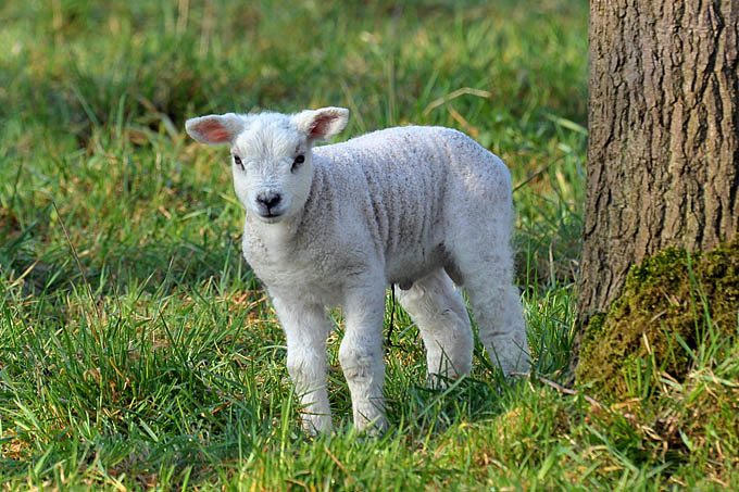 lammetje 3-2012 5494